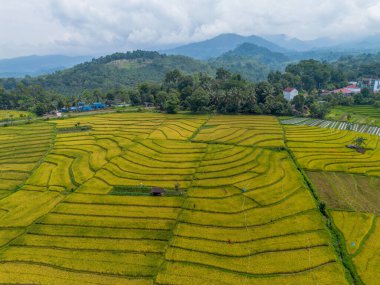 Beautiful morning view indonesia Panorama Landscape paddy fields with beauty color and sky natural light