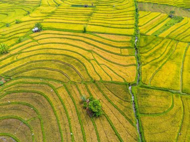 Beautiful morning view indonesia Panorama Landscape paddy fields with beauty color and sky natural light