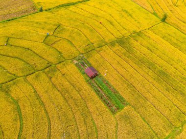Beautiful morning view indonesia Panorama Landscape paddy fields with beauty color and sky natural light
