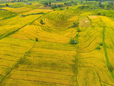 Beautiful morning view indonesia Panorama Landscape paddy fields with beauty color and sky natural light