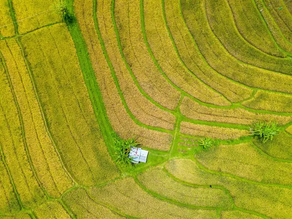 Beautiful morning view indonesia Panorama Landscape paddy fields with beauty color and sky natural light