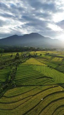 Beautiful morning view indonesia Panorama Landscape paddy fields with beauty color and sky natural light