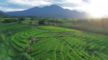 Beautiful morning view indonesia Panorama Landscape paddy fields with beauty color and sky natural light
