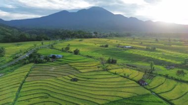 Beautiful morning view indonesia Panorama Landscape paddy fields with beauty color and sky natural light