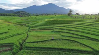 Beautiful morning view indonesia Panorama Landscape paddy fields with beauty color and sky natural light