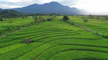 Beautiful morning view indonesia Panorama Landscape paddy fields with beauty color and sky natural light
