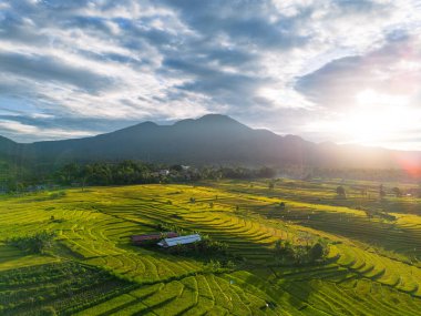 Beautiful morning view indonesia Panorama Landscape paddy fields with beauty color and sky natural light