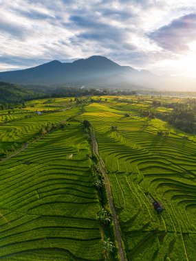 Beautiful morning view indonesia Panorama Landscape paddy fields with beauty color and sky natural light