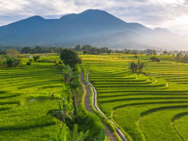 Beautiful morning view indonesia Panorama Landscape paddy fields with beauty color and sky natural light
