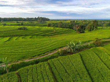 Beautiful morning view indonesia Panorama Landscape paddy fields with beauty color and sky natural light