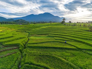 Beautiful morning view indonesia Panorama Landscape paddy fields with beauty color and sky natural light