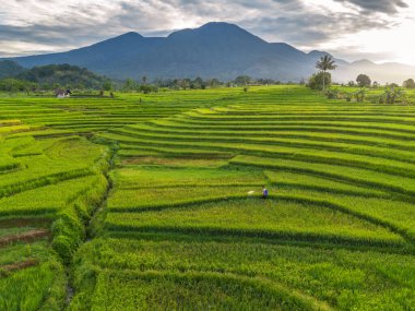 Beautiful morning view indonesia Panorama Landscape paddy fields with beauty color and sky natural light