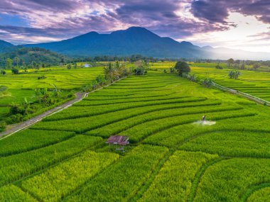 Beautiful morning view indonesia Panorama Landscape paddy fields with beauty color and sky natural light