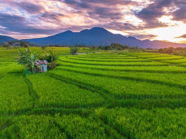 Beautiful morning view indonesia Panorama Landscape paddy fields with beauty color and sky natural light