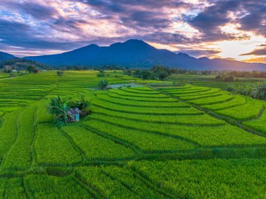 Beautiful morning view indonesia Panorama Landscape paddy fields with beauty color and sky natural light