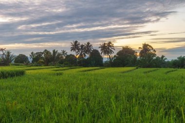 Beautiful morning view indonesia Panorama Landscape paddy fields with beauty color and sky natural light