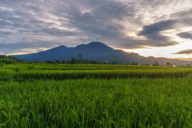 Beautiful morning view indonesia Panorama Landscape paddy fields with beauty color and sky natural light