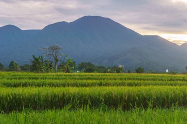 Beautiful morning view indonesia Panorama Landscape paddy fields with beauty color and sky natural light