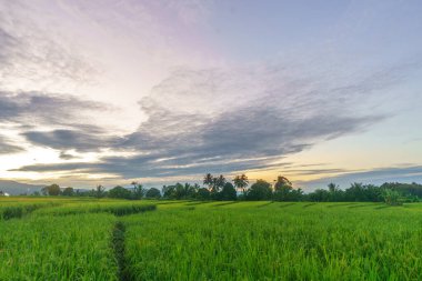 Beautiful morning view indonesia Panorama Landscape paddy fields with beauty color and sky natural light