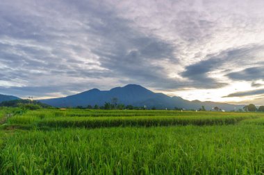 Beautiful morning view indonesia Panorama Landscape paddy fields with beauty color and sky natural light