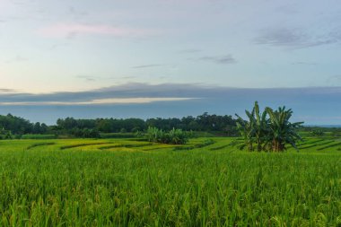 Beautiful morning view indonesia Panorama Landscape paddy fields with beauty color and sky natural light