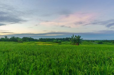 Beautiful morning view indonesia Panorama Landscape paddy fields with beauty color and sky natural light