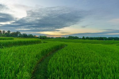 Beautiful morning view indonesia Panorama Landscape paddy fields with beauty color and sky natural light