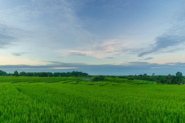 Beautiful morning view indonesia Panorama Landscape paddy fields with beauty color and sky natural light