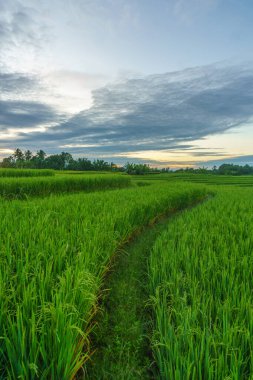 Beautiful morning view indonesia Panorama Landscape paddy fields with beauty color and sky natural light