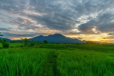 Beautiful morning view indonesia Panorama Landscape paddy fields with beauty color and sky natural light
