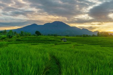 Beautiful morning view indonesia Panorama Landscape paddy fields with beauty color and sky natural light