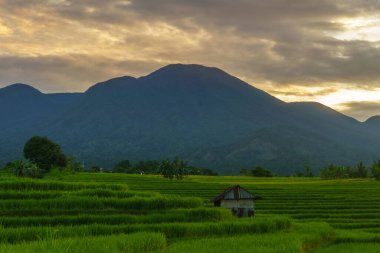 Beautiful morning view indonesia Panorama Landscape paddy fields with beauty color and sky natural light
