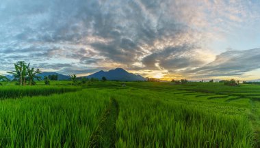 Beautiful morning view indonesia Panorama Landscape paddy fields with beauty color and sky natural light