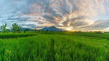 Beautiful morning view indonesia Panorama Landscape paddy fields with beauty color and sky natural light