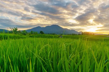Beautiful morning view indonesia Panorama Landscape paddy fields with beauty color and sky natural light