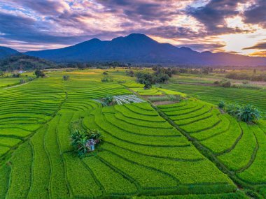 Beautiful morning view indonesia Panorama Landscape paddy fields with beauty color and sky natural light