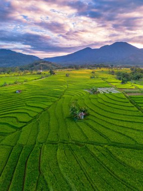Beautiful morning view indonesia Panorama Landscape paddy fields with beauty color and sky natural light