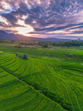 Beautiful morning view indonesia Panorama Landscape paddy fields with beauty color and sky natural light
