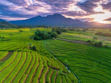 Beautiful morning view indonesia Panorama Landscape paddy fields with beauty color and sky natural light