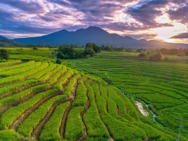 Beautiful morning view indonesia Panorama Landscape paddy fields with beauty color and sky natural light
