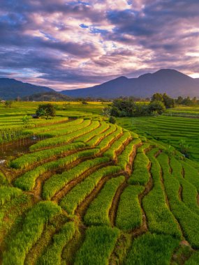 Beautiful morning view indonesia Panorama Landscape paddy fields with beauty color and sky natural light