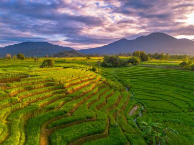 Beautiful morning view indonesia Panorama Landscape paddy fields with beauty color and sky natural light