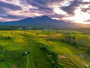 Beautiful morning view indonesia Panorama Landscape paddy fields with beauty color and sky natural light