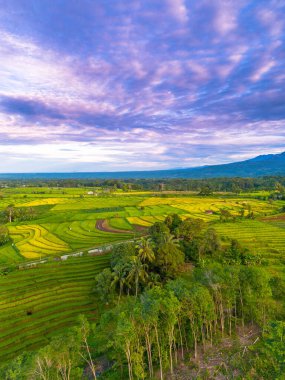 Beautiful morning view indonesia Panorama Landscape paddy fields with beauty color and sky natural light