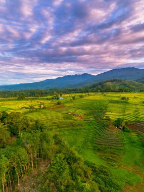 Beautiful morning view indonesia Panorama Landscape paddy fields with beauty color and sky natural light