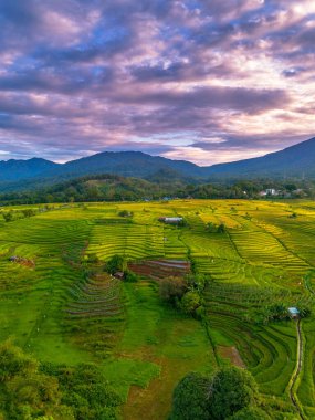 Beautiful morning view indonesia Panorama Landscape paddy fields with beauty color and sky natural light