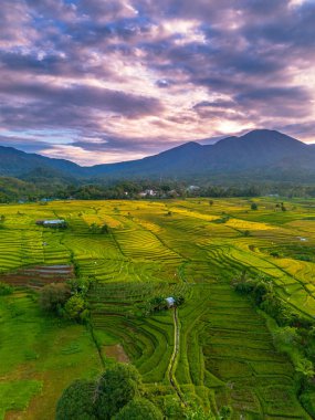 Beautiful morning view indonesia Panorama Landscape paddy fields with beauty color and sky natural light