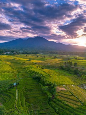 Beautiful morning view indonesia Panorama Landscape paddy fields with beauty color and sky natural light