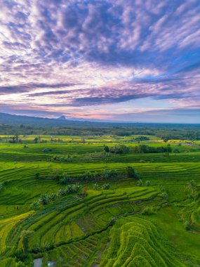 Beautiful morning view indonesia Panorama Landscape paddy fields with beauty color and sky natural light