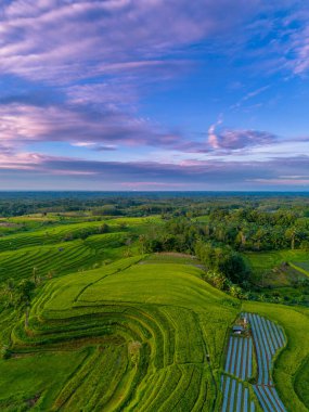Beautiful morning view indonesia Panorama Landscape paddy fields with beauty color and sky natural light